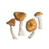 Acquista Burmese Magic Mushroom
