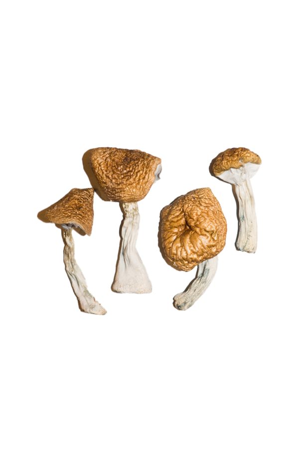 Acquista Burmese Magic Mushroom
