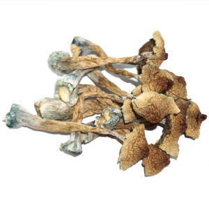 Acquista Burmese Magic Mushroom