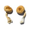 Acquista Cambodian Gold