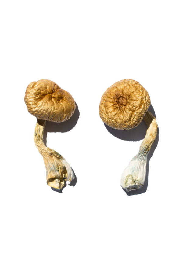 Acquista Cambodian Gold