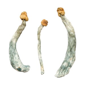 Acquista Keepers Creepers Magic Mushroom