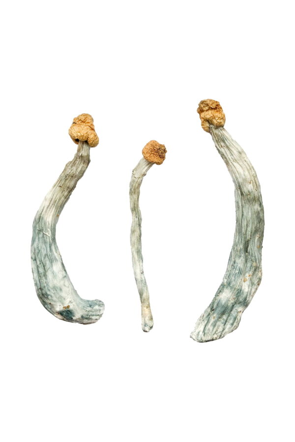 Acquista Keepers Creepers Magic Mushroom