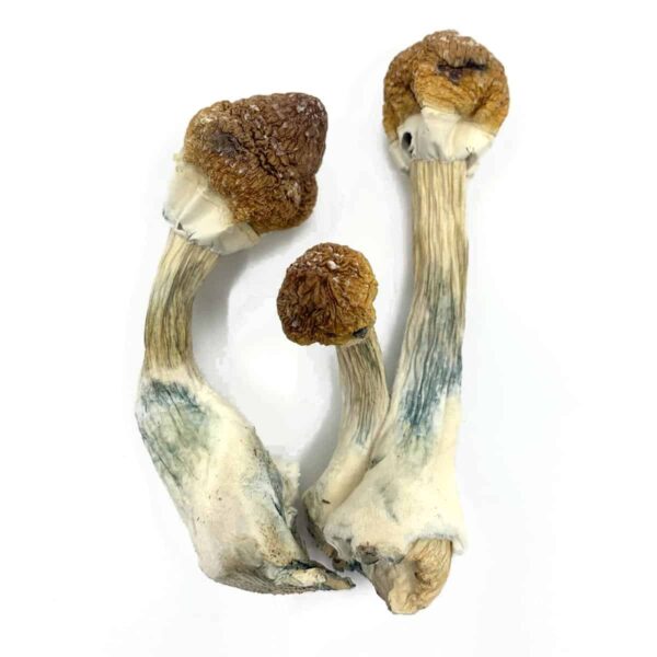 Acquista Golden Mammoth