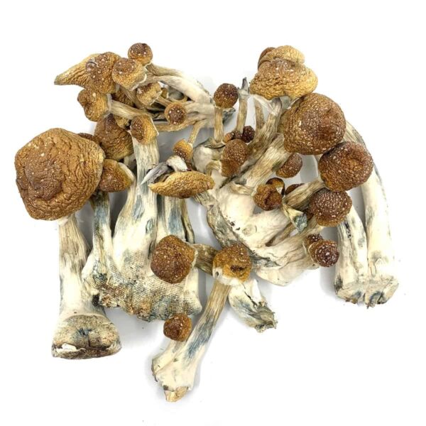 Acquista Golden Mammoth