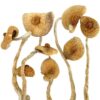 Acquista Golden Teacher Magic Mushroom