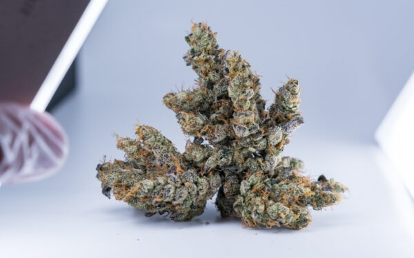 Acquista Slapz Marijuana