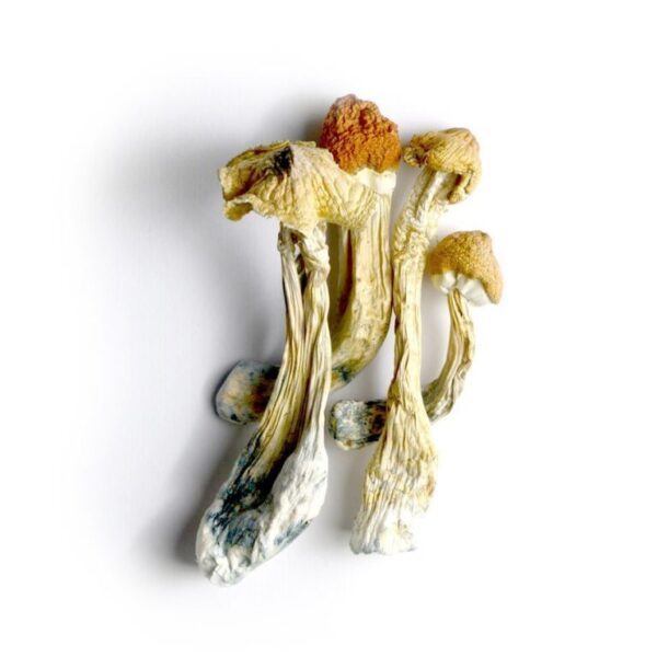 Acquista Ecuadorian Tri Colour Magic Mushroom