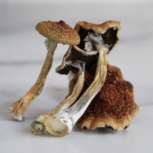 Acquista Amazonian Magic Mushroom