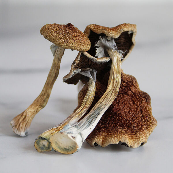 Acquista Amazonian Magic Mushroom
