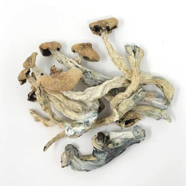 Acquista Amazonian Magic Mushroom