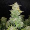Acquista Amnesia Haze marijuana