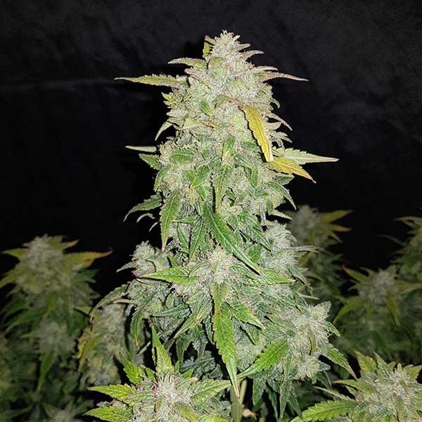 Acquista Amnesia Haze marijuana