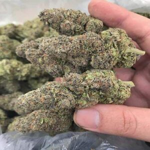 Acquista Dream Berry marijuana