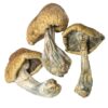 Acquista Cambodian Gold