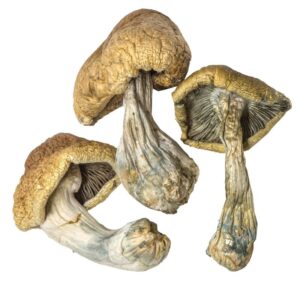 Acquista Cambodian Gold