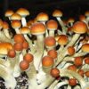 Acquista Keepers Creepers Magic Mushroom