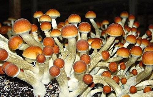 Acquista Keepers Creepers Magic Mushroom