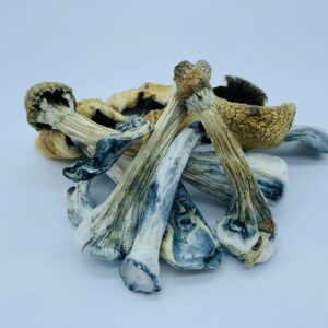 Acquista Ecuadorian Tri Colour Magic Mushroom