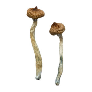 Acquista Escondido Magic Mushrooms