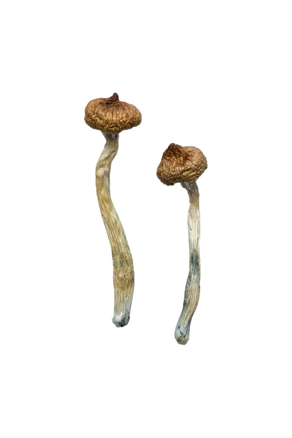 Acquista Escondido Magic Mushrooms