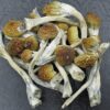 Acquista Escondido Magic Mushrooms