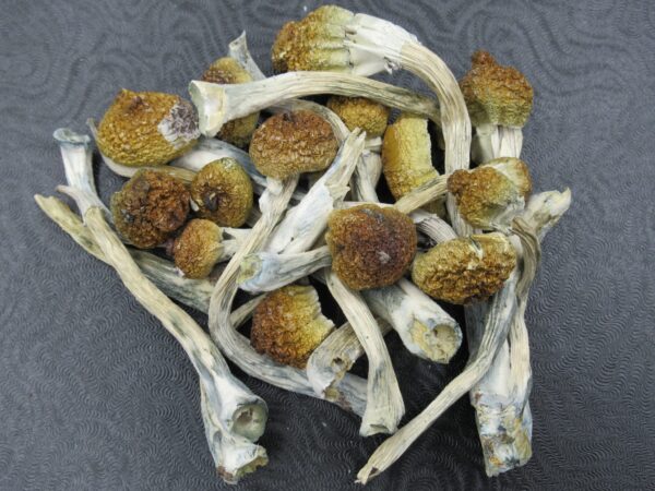 Acquista Escondido Magic Mushrooms