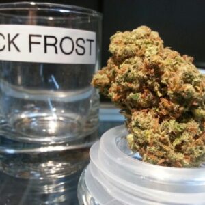Acquista Jack Frost Marijuana