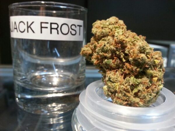 Acquista Jack Frost Marijuana