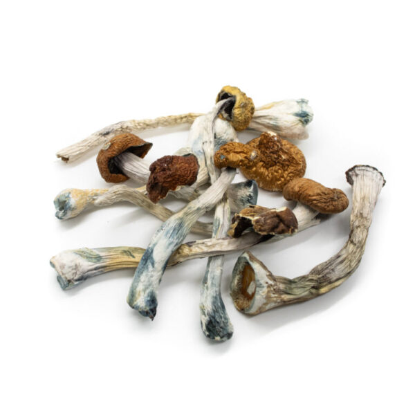 Acquista Jedi Mind Fuck Magic Mushroom