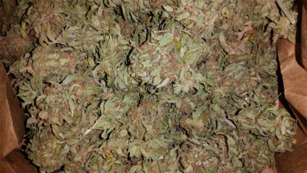 Acquista Neville’s Haze Marijuana