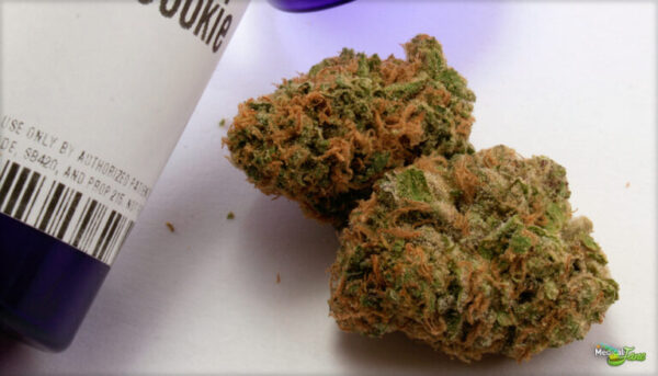 Acquista Sugar Cookie