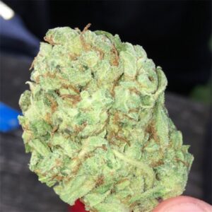 Acquista Super Lemon Haze