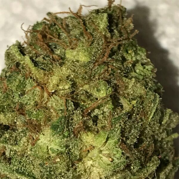 Acquista Sweet Cheese